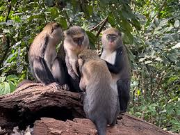 Tafi Atome Monkey Sanctuary