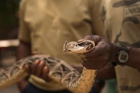 Snake village